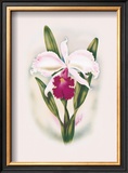 Buy Cattleya Orchid at AllPosters.com