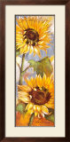 Buy Head of the Sun at AllPosters.com
