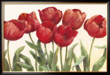 Ruby Tulips