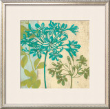 Modern Agapanthus