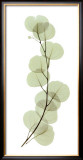 Buy Eucalyptus at AllPosters.com