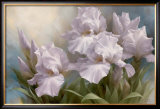 White Iris Elegance II
