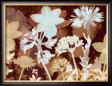 Translucent Shadows I