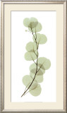 Buy Eucalyptus at AllPosters.com