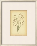 Grasses II