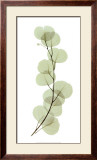 Buy Eucalyptus at AllPosters.com