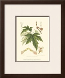 Buy White Maple at AllPosters.com