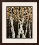 Buy Shimmering Birches I at AllPosters.com