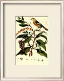 Buy Bird in Nature I at AllPosters.com