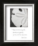 Buy Sand Dollar at AllPosters.com