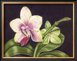 Buy Vibrant Orchid II at AllPosters.com