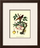 Buy Bird in Nature IV at AllPosters.com