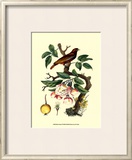 Buy Bird in Nature IV at AllPosters.com
