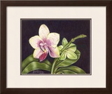 Buy Vibrant Orchid II at AllPosters.com