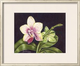 Buy Vibrant Orchid II at AllPosters.com