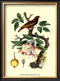 Buy Bird in Nature IV at AllPosters.com