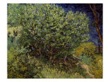 Lilac Bush, 1889