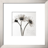 Buy Daisy Hope at AllPosters.com