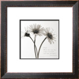 Buy Daisy Hope at AllPosters.com