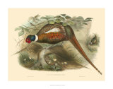 Pheasants II