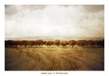 Buy The Olive Grove at AllPosters.com