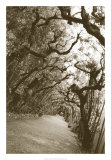Buy Boboli Arbor, Italy at AllPosters.com