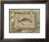 Crappie