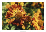 Buy Flora Splash at AllPosters.com