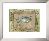 Blue-Gilled Sunfish