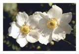 Buy White Twins at AllPosters.com