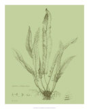 Buy Fresh Ferns IV at AllPosters.com