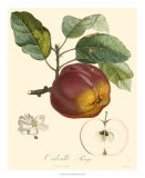 Buy Apples at AllPosters.com