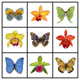 Exotic Nine Patch