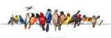 Large Bird Menagerie