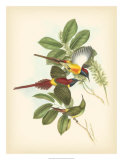 Buy Birds of the Tropics III at AllPosters.com