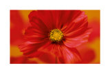 Buy Hot Colours of Summer at AllPosters.com
