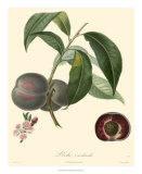 Buy Plums at AllPosters.com