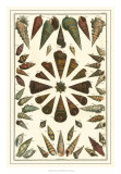 Buy Seba Shell Collection II at AllPosters.com