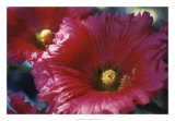 Buy Red Hollyhock at AllPosters.com