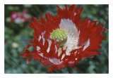 Buy Raglin Red Poppy at AllPosters.com