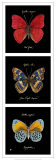 Buy Primary Butterfly Panel I at AllPosters.com