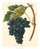 Buy Grapes II at AllPosters.com