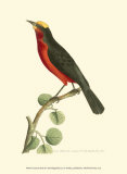 Buy Crimson Birds II at AllPosters.com
