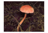 Buy Forest Floor III at AllPosters.com