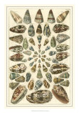 Buy Seba Shell Collection V at AllPosters.com