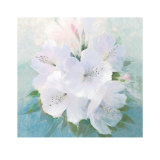 Buy Soft White Florals at AllPosters.com