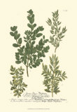 Buy Leaves II at AllPosters.com
