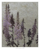 Foxgloves II