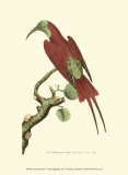 Buy Crimson Birds IV at AllPosters.com
