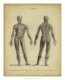 Buy Anatomy Study IV at AllPosters.com